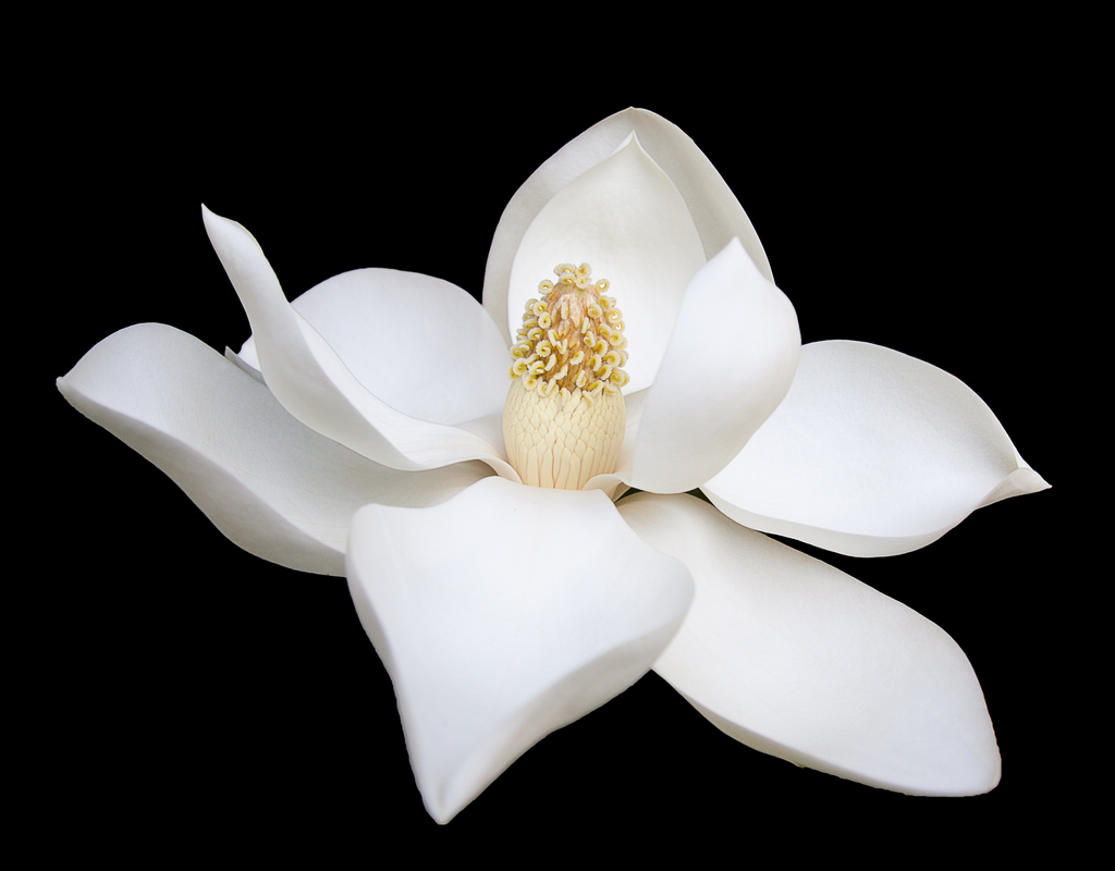 The Quest For Purity, Luxury & Ancient Knowledge